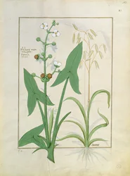Illustration aus dem Buch der einfachen Heilmittel von Mattheaus Platearius 153r